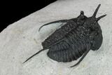 Devil Horned Cyphaspis Walteri Trilobite #131325-4